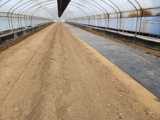 김영준님의 블루베리 · 자유게시판 작성글 사진