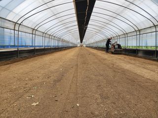 김영준님의 블루베리 · 자유게시판 작성글 사진