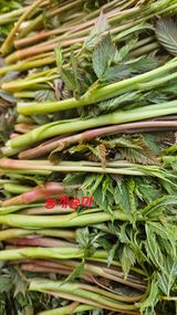 팜모닝 자유주제·자유게시판 게시글 이미지