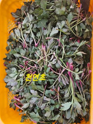 요리하는 농부님의 자유주제 · 자유게시판 작성글 사진