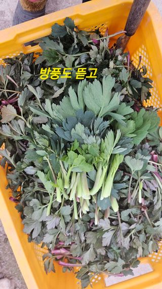 요리하는 농부님의 자유주제 · 자유게시판 작성글 사진