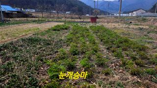 요리하는 농부님의 자유주제 · 자유게시판 작성글 사진