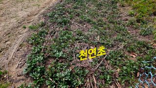 요리하는 농부님의 자유주제 · 자유게시판 작성글 사진