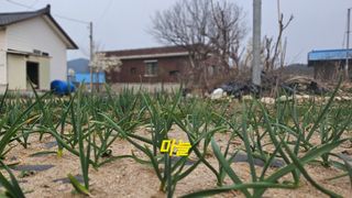 요리하는 농부님의 자유주제 · 자유게시판 작성글 사진