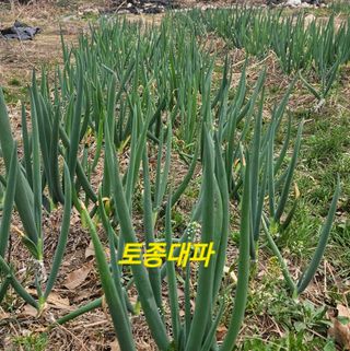 요리하는 농부님의 자유주제 · 자유게시판 작성글 사진