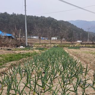 요리하는 농부님의 자유주제 · 자유게시판 작성글 사진