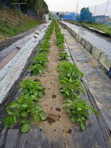 팜모닝 농사, 무엇이든 물어보세요!·참여글 게시글 이미지