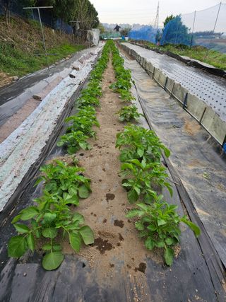 역전님의 농사, 무엇이든 물어보세요! · 참여글 작성글 사진