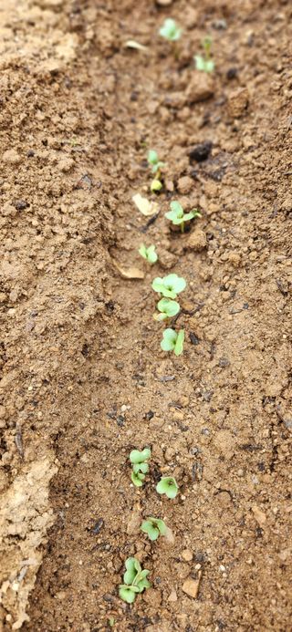 텃밭사랑꾼님의 자유주제 · 자유게시판 작성글 사진