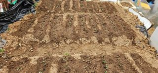 텃밭사랑꾼님의 자유주제 · 자유게시판 작성글 사진