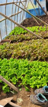 팜모닝 상추·영농일지 게시글 이미지