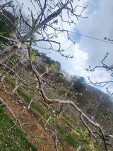 팜모닝 사과·영농일지 게시글 이미지