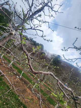 현등농원♡님의 사과 · 영농일지 작성글 사진