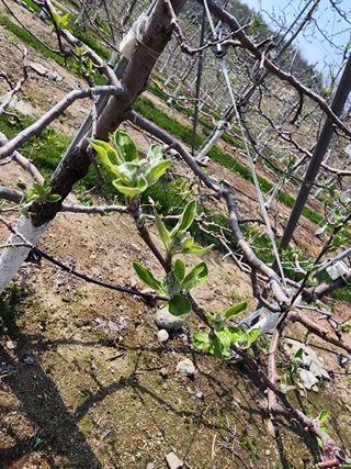 현등농원♡님의 사과 · 영농일지 작성글 사진