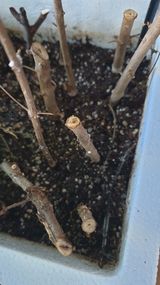 팜모닝 자유주제·자유게시판 게시글 이미지