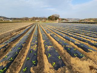 횡성군자연인님의 배추 · 영농일지 작성글 사진