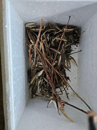 산삼님의 기타작물 · 영농일지 작성글 사진