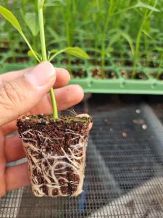 수박씨님의 고추 · 일상 작성글 사진