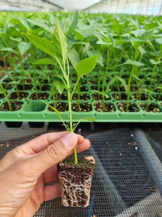 수박씨님의 고추 · 일상 작성글 사진