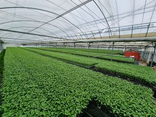 수박씨님의 고추 · 일상 작성글 사진