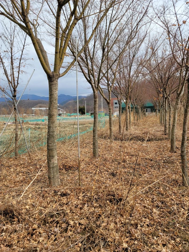 장터 상품 [단풍나무] 썸네일