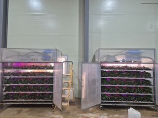 김동수님의 고구마 · 자유게시판 작성글 사진