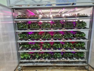 김동수님의 고구마 · 자유게시판 작성글 사진