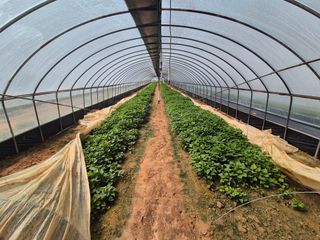 김동수님의 고구마 · 자유게시판 작성글 사진