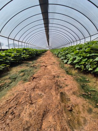 김동수님의 고구마 · 자유게시판 작성글 사진