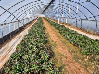 김동수님의 고구마 · 자유게시판 작성글 사진