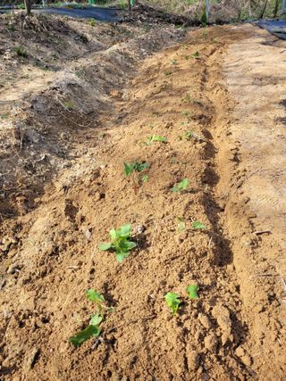 유병선(김천자두)님의 자유주제 · 자유게시판 작성글 사진