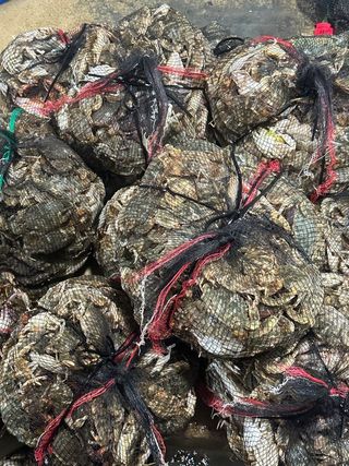 직송포유님의 자유주제 · 자유게시판 작성글 사진