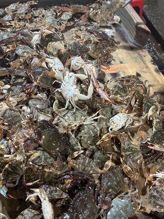 직송포유님의 자유주제 · 자유게시판 작성글 사진