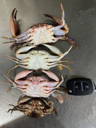 직송포유님의 자유주제 · 자유게시판 작성글 사진