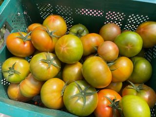 그린애농장님의 토마토 · 자연재해•동물피해 작성글 사진