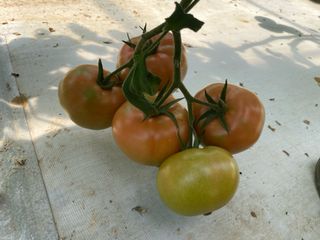 그린애농장님의 토마토 · 자연재해•동물피해 작성글 사진