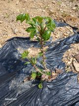 팜모닝 자유주제·자유게시판 게시글 이미지