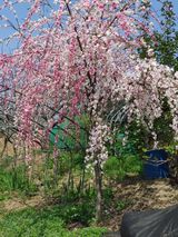 팜모닝 자유주제·자유게시판 게시글 이미지