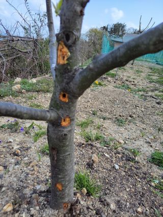 낙전제님의 사과 · 병해충상담 작성글 사진