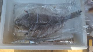 사과20730님의 자유주제 · 자유게시판 작성글 사진