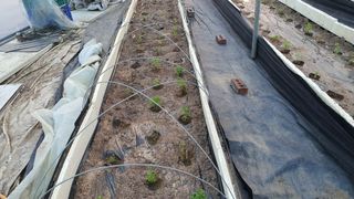 농업회사법인 마리아의 마음님의 기타작물 · 영농일지 작성글 사진