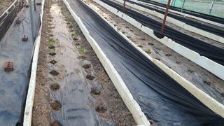 농업회사법인 마리아의 마음님의 기타작물 · 영농일지 작성글 사진