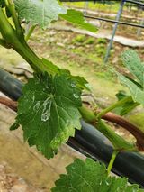 팜모닝 포도·병해충상담 게시글 이미지