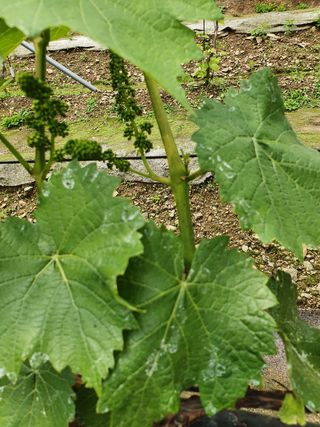 한관호님의 포도 · 병해충상담 작성글 사진