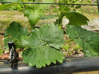 한관호님의 포도 · 병해충상담 작성글 사진