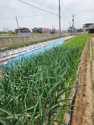 김시내 님의 마늘 · 일상 작성글 사진