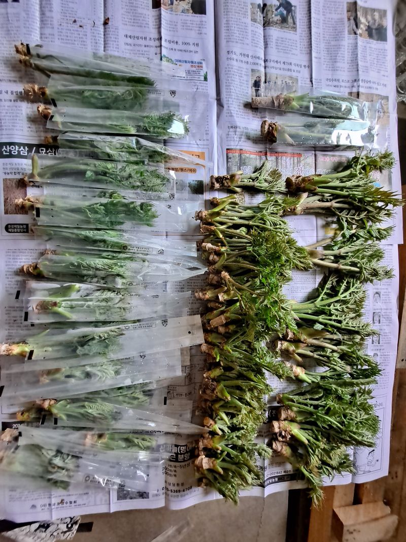 장터 상품 [산두릅 300g] 썸네일
