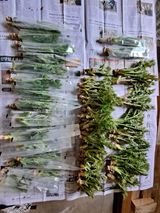 팜모닝 · 게시글 이미지