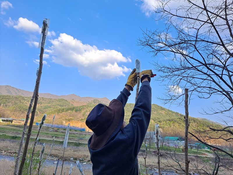 이상헌님의 장터 판매 상품 [산두릅 300g] 첨부 사진
