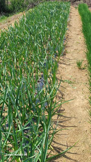 제주농부님의 고추 · 영농일지 작성글 사진
